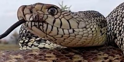 Colorado Springs snake